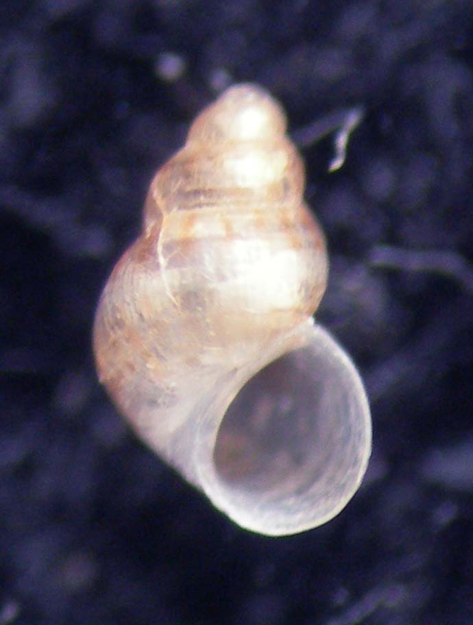 crisilla simulans